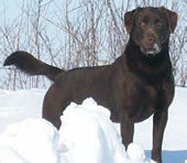 Kodiak