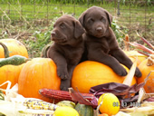Halloween Puppies