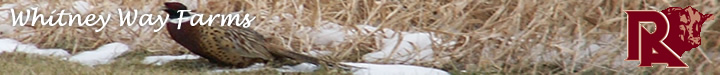Labradors Banner Image