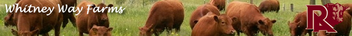 Red Angus Females Banner Image